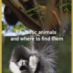 Yunnan's Wild Wonders: Red Pandas & Gibbons Steal the Spotlight 🌿📸 video poster