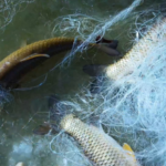 Xinjiang's Tarim River Winter Fishing Season Kicks Off 🎣❄️ video poster
