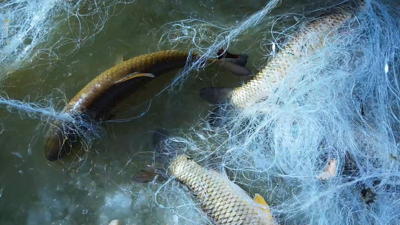 Xinjiang's Tarim River Winter Fishing Season Kicks Off 🎣❄️ video poster