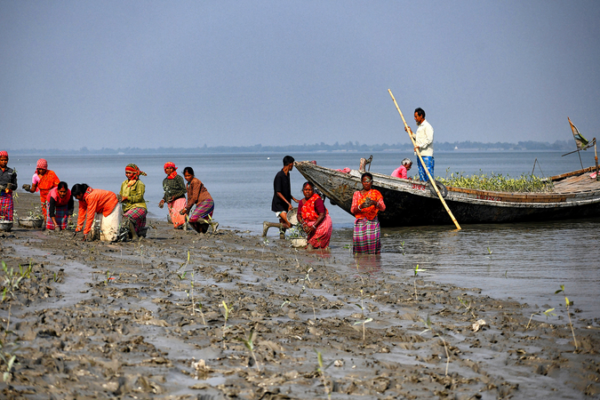 Mangrove Revival Sparks Hope in Sundarbans Amid Climate Crisis 🌱🐅