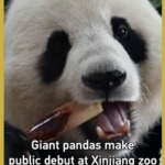 Giant Pandas Bao Yuan & De Rui Debut in Xinjiang 🐼✨ video poster