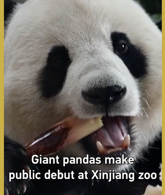 Giant Pandas Bao Yuan & De Rui Debut in Xinjiang 🐼✨ video poster