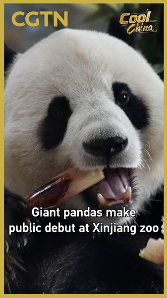 Giant Pandas Bao Yuan & De Rui Debut in Xinjiang 🐼✨ video poster