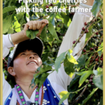 Yunnan’s Coffee Harvest: A Journey Through Tradition 🌱☕ video poster