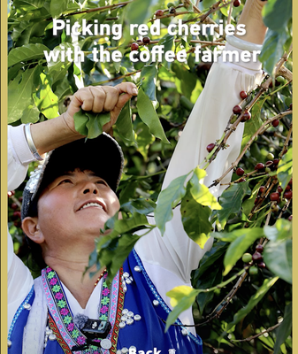 Yunnan’s Coffee Harvest: A Journey Through Tradition 🌱☕ video poster