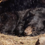 LEISLJLVJ4YJKDE6CETR - 🌍NewspaperAmigo – Your Global News Buddy 🗞️ Nighttime Nomads: The Secret Life of Asiatic Black Bears in China 🌲🐻 video poster
