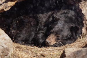 Nighttime Nomads: The Secret Life of Asiatic Black Bears in China 🌲🐻 video poster