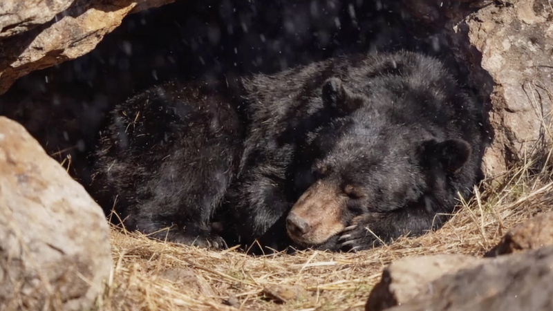 Nighttime Nomads: The Secret Life of Asiatic Black Bears in China 🌲🐻 video poster