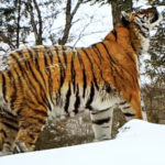 LFAH89V0PI2ZR83E34KB - 🌍NewspaperAmigo – Your Global News Buddy 🗞️ Survival in the Snow: How China’s Big Cats Rule Winter 🌨️🐅 video poster
