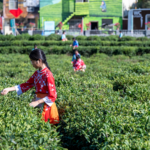 MIBGV1SR58HZ490N82D8 - 🌍NewspaperAmigo – Your Global News Buddy 🗞️ China’s Rural Revamp: Tech, Tea, and Specialty Farms Drive Growth 🌱🚜