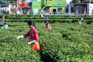 China’s Rural Revamp: Tech, Tea, and Specialty Farms Drive Growth 🌱🚜