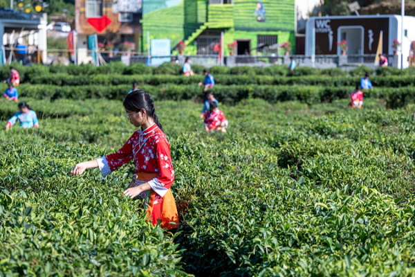 China’s Rural Revamp: Tech, Tea, and Specialty Farms Drive Growth 🌱🚜