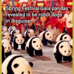 Robo-Pandas Steal Show at 2026 Spring Festival Gala 🐼🤖 video poster