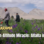 High-Altitude Alfalfa Thrives in Xizang’s Ali Prefecture 🌱🏔️ video poster