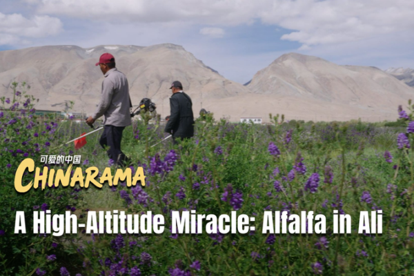 High-Altitude Alfalfa Thrives in Xizang’s Ali Prefecture 🌱🏔️ video poster