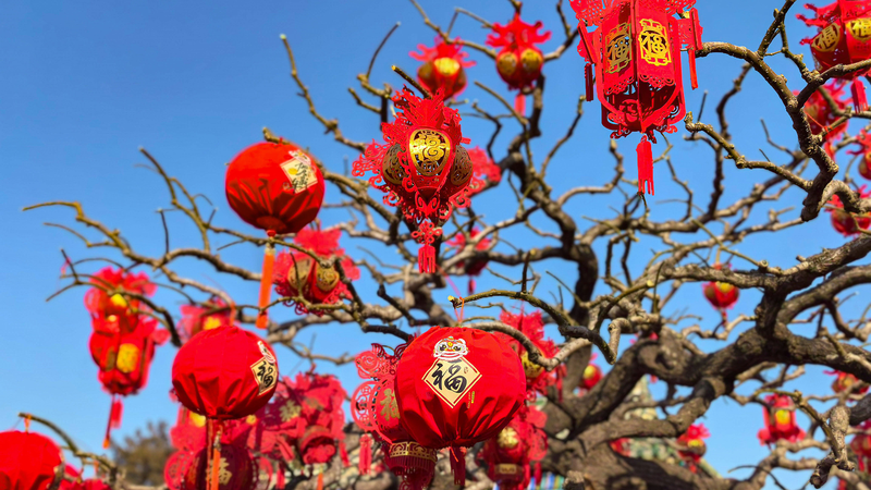 Xi Jinping Sends Lunar New Year Greetings to Iowa Friends 🌟🇺🇸