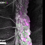Harvard’s New Microscope Reveals Cells in Stunning Color & Detail 🌈🔬