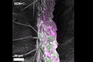 Harvard’s New Microscope Reveals Cells in Stunning Color & Detail 🌈🔬