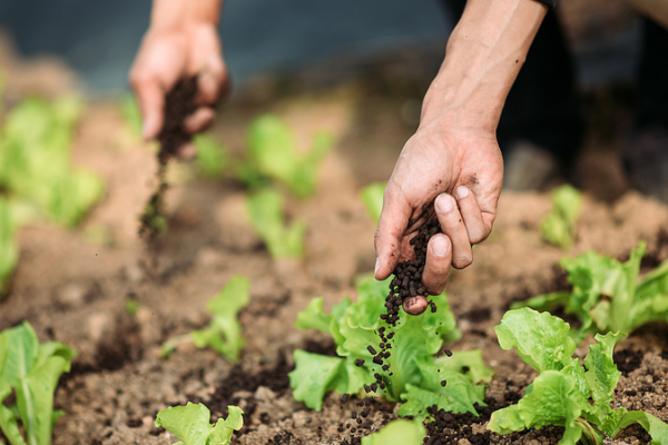 🌱 Aussie Scientists Turn Pollution into Zero-Carbon Fertilizer Breakthrough!