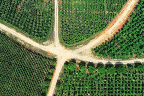 China's Forest Food Boom Fuels Rural Growth 🌳💰