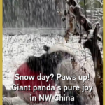 Snow Day Shenanigans: Giant Panda’s Winter Joy Goes Viral 🐼❄️ video poster