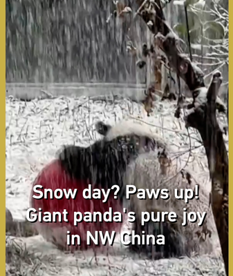 Snow Day Shenanigans: Giant Panda’s Winter Joy Goes Viral 🐼❄️ video poster