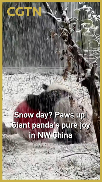 Q0S3C38SORS2EO57W81K - 🌍NewspaperAmigo – Your Global News Buddy 🗞️ Snow Day Shenanigans: Giant Panda’s Winter Joy Goes Viral 🐼❄️ video poster