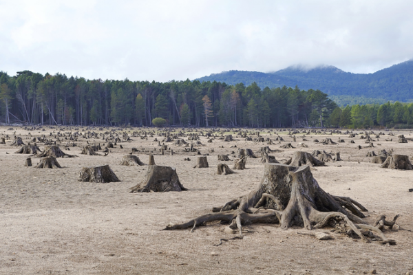 Global Report Sounds Alarm: Growth-First Economies Threaten Biodiversity 🌍⚠️