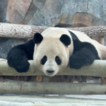 R7K43MP9IE2CP2A7T7XW - 🌍NewspaperAmigo – Your Global News Buddy 🗞️ Giant Pandas Bring Festive Cheer to Urumqi’s Winter 🎋🐼 video poster