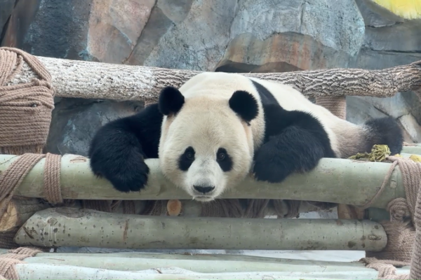 Giant Pandas Bring Festive Cheer to Urumqi’s Winter 🎋🐼 video poster