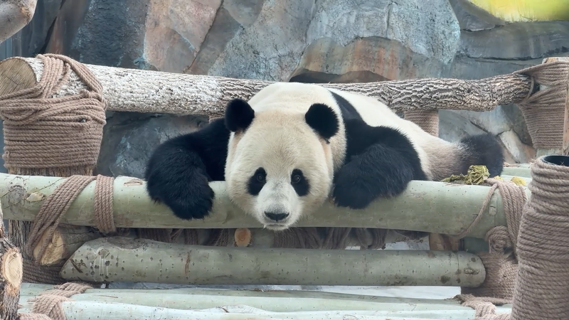 Giant Pandas Bring Festive Cheer to Urumqi’s Winter 🎋🐼 video poster