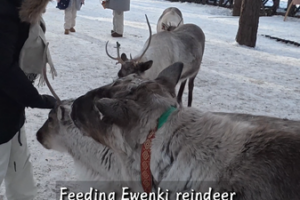 Reindeer & Culture: Ewenki Traditions Thrive in 2026 🌲🦌 video poster