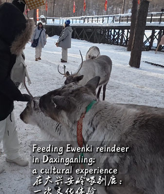 Reindeer & Culture: Ewenki Traditions Thrive in 2026 🌲🦌 video poster