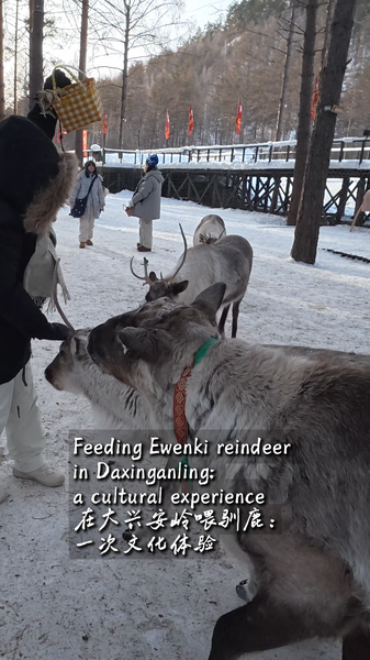 Reindeer & Culture: Ewenki Traditions Thrive in 2026 🌲🦌 video poster