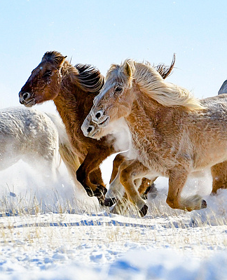 Winter Wonders: Horses Roam China's Snowy Xilingol Grassland 🌾❄️ video poster