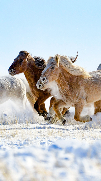 Winter Wonders: Horses Roam China's Snowy Xilingol Grassland 🌾❄️ video poster