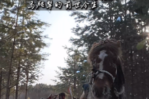 From Survival to Snow Adventures: Mohe’s Mapali Sleighs Ride into 2026 🌨️🛷 video poster