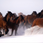Xinjiang's 'Heavenly Horses' Gallop Through Winter Wonderland 🐎❄️