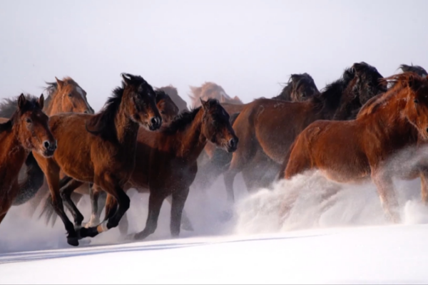 Xinjiang's 'Heavenly Horses' Gallop Through Winter Wonderland 🐎❄️
