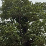 SKJXQS9DRO2ABKLT9H4I - 🌍NewspaperAmigo – Your Global News Buddy 🗞️ Kinshasa Activists Fight to Save Historic Baobab Tree 🌳✊ video poster