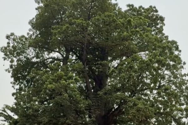 Kinshasa Activists Fight to Save Historic Baobab Tree 🌳✊ video poster