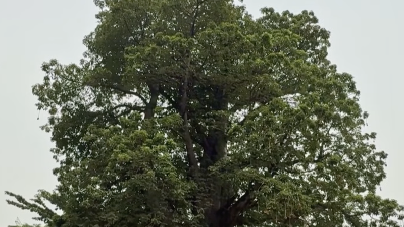 SKJXQS9DRO2ABKLT9H4I - 🌍NewspaperAmigo – Your Global News Buddy 🗞️ Kinshasa Activists Fight to Save Historic Baobab Tree 🌳✊ video poster
