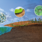 Ancient Plants Reshaped Earth 455 Million Years Ago 🌱🌍