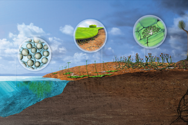 Ancient Plants Reshaped Earth 455 Million Years Ago 🌱🌍