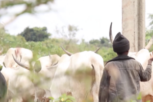Climate Crisis Fuels Deadly Farmer-Herder Clashes in Nigeria 🌱🔥 video poster