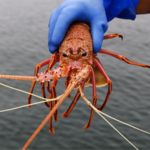 Tasmanian Salmon Farms' Antibiotic Traces Found 10km Away in Wild Marine Life 🌊🐟