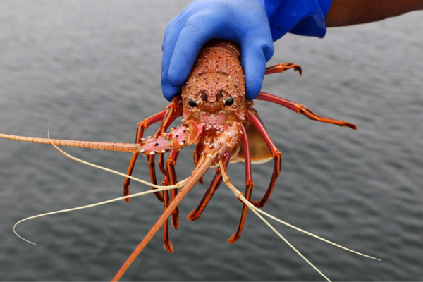 Tasmanian Salmon Farms' Antibiotic Traces Found 10km Away in Wild Marine Life 🌊🐟