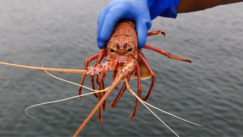 Tasmanian Salmon Farms' Antibiotic Traces Found 10km Away in Wild Marine Life 🌊🐟