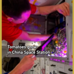 China's Space Station Harvests First Tomatoes in Zero Gravity 🚀🍅 video poster