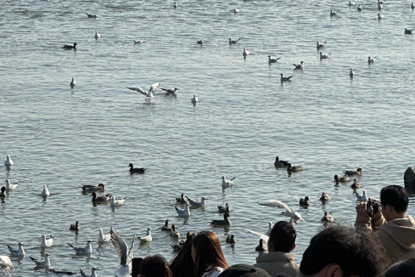 Shenzhen Bay’s Winter Wings: Where City Meets Migratory Magic 🕊️